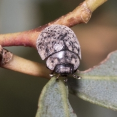 Trachymela sp. (genus) at Higgins, ACT - 11 Nov 2021