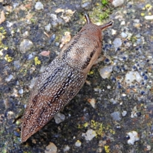 Ambigolimax nyctelia at Crooked Corner, NSW - 4 Nov 2021