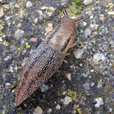 Ambigolimax sp. (valentius and waterstoni) (Striped Field Slug) at Crooked Corner, NSW - 4 Nov 2021 by Milly