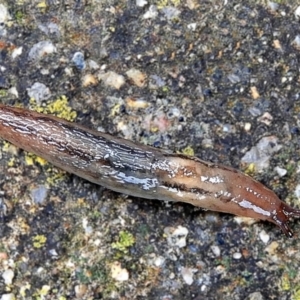 Ambigolimax nyctelia at Crooked Corner, NSW - 4 Nov 2021