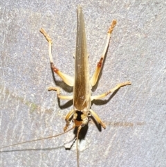 Gryllacrididae (family) (Unidentified Raspy Cricket) at QPRC LGA - 12 Nov 2021 by Steve_Bok