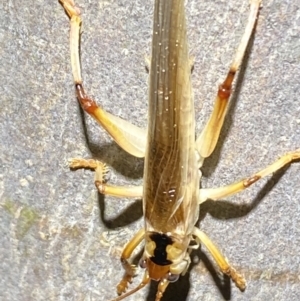 Gryllacrididae (family) at Jerrabomberra, NSW - 12 Nov 2021