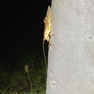 Gryllacrididae (family) at Jerrabomberra, NSW - 12 Nov 2021