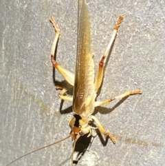 Gryllacrididae (family) at Jerrabomberra, NSW - 12 Nov 2021