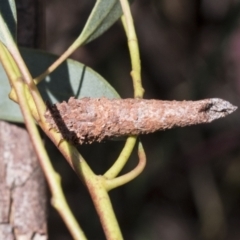 Lepidoscia (genus) IMMATURE (Unidentified Cone Case Moth larva, pupa, or case) at Higgins, ACT - 11 Nov 2021 by AlisonMilton