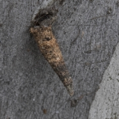 Conoeca or Lepidoscia (genera) IMMATURE (Unidentified Cone Case Moth larva, pupa, or case) at Bruce, ACT - 11 Nov 2021 by AlisonMilton