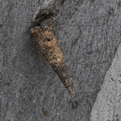 Lepidoscia (genus) IMMATURE (Unidentified Cone Case Moth larva, pupa, or case) at Bruce Ridge to Gossan Hill - 10 Nov 2021 by AlisonMilton