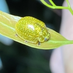 Paropsisterna cloelia (Eucalyptus variegated beetle) at QPRC LGA - 12 Nov 2021 by Steve_Bok