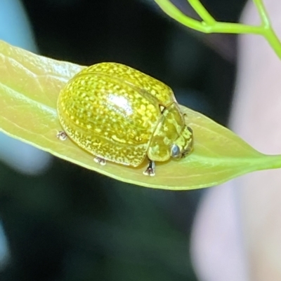 Paropsisterna cloelia (Eucalyptus variegated beetle) at Jerrabomberra, NSW - 12 Nov 2021 by SteveBorkowskis