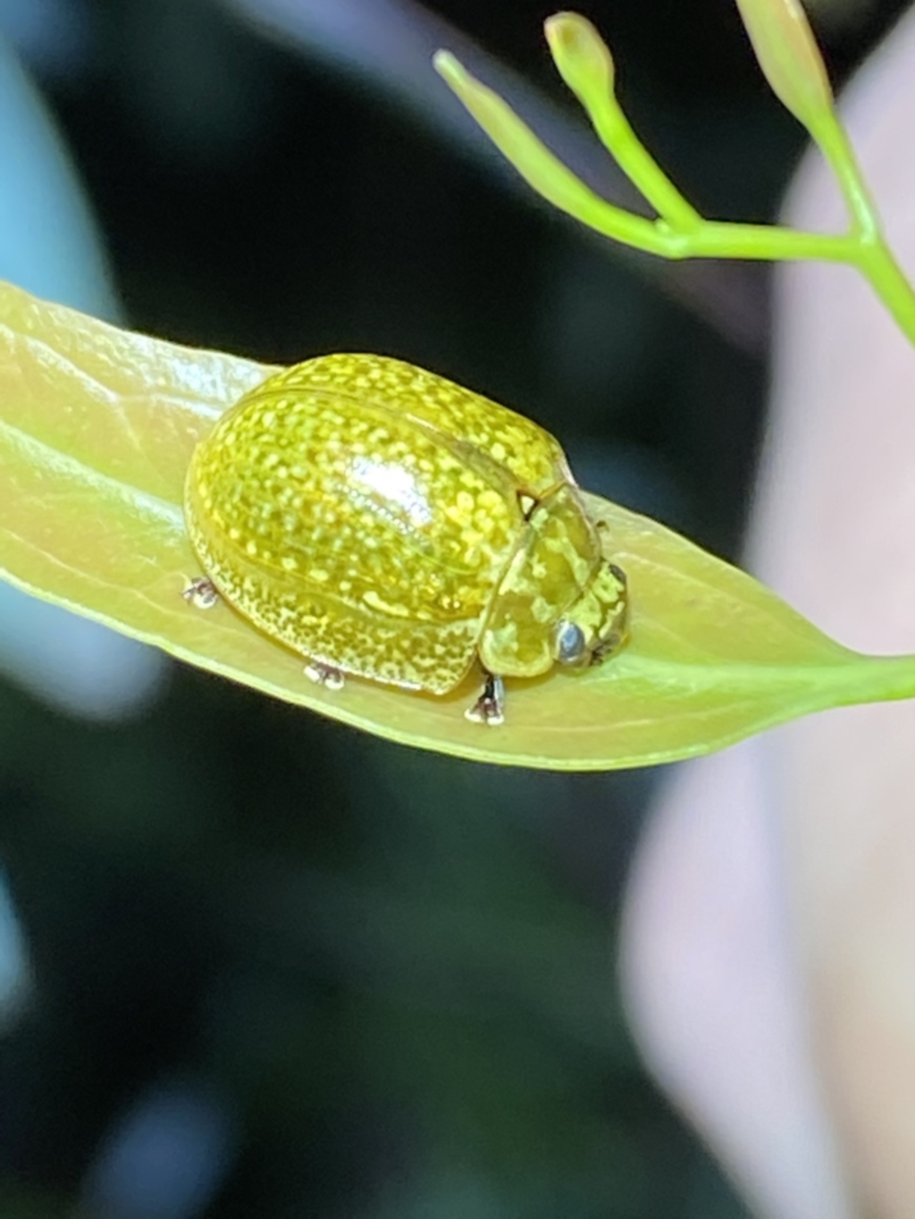 Paropsisterna cloelia at Jerrabomberra, NSW - 12 Nov 2021