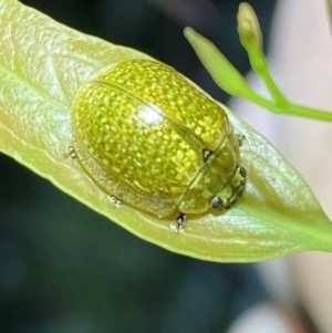 Paropsisterna cloelia at Jerrabomberra, NSW - 12 Nov 2021