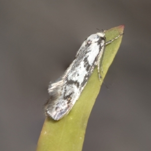 Eusemocosma pruinosa at Scullin, ACT - 31 Oct 2021