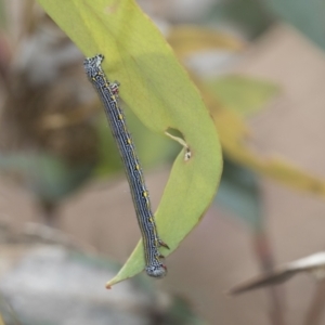 Chlenias banksiaria group at Bruce, ACT - 11 Nov 2021 09:38 AM