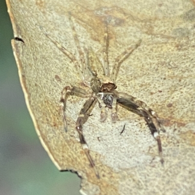 Helpis minitabunda (Threatening jumping spider) at Jerrabomberra, NSW - 12 Nov 2021 by SteveBorkowskis