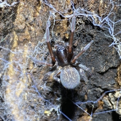 Badumna insignis (Black House Spider) at QPRC LGA - 12 Nov 2021 by Steve_Bok
