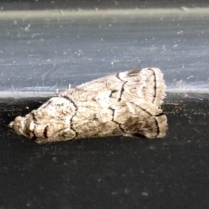 Corula geometroides at Higgins, ACT - 3 Nov 2021