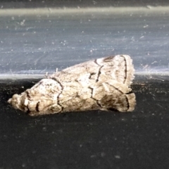 Corula geometroides (Corula geometroides) at Higgins, ACT - 3 Nov 2021 by AlisonMilton