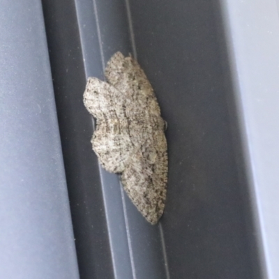 Ectropis (genus) (An engrailed moth) at Higgins, ACT - 3 Nov 2021 by AlisonMilton