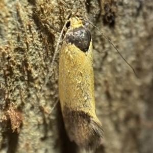 Merocroca automima at Jerrabomberra, NSW - 12 Nov 2021 10:32 PM