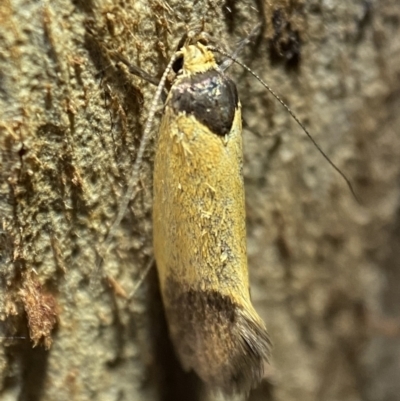 Merocroca automima (Chezala group) at Jerrabomberra, NSW - 12 Nov 2021 by Steve_Bok