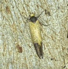 Merocroca automima at Jerrabomberra, NSW - 12 Nov 2021 10:32 PM