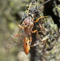 Ichneumonidae (family) (Unidentified ichneumon wasp) at Jerrabomberra, NSW - 12 Nov 2021 by SteveBorkowskis