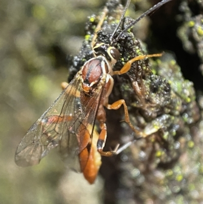 Ichneumonidae (family) (Unidentified ichneumon wasp) at Jerrabomberra, NSW - 12 Nov 2021 by SteveBorkowskis
