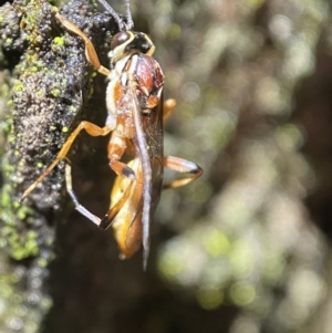 Ichneumonidae (family) at Jerrabomberra, NSW - 12 Nov 2021 10:21 PM