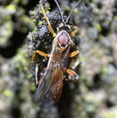 Ichneumonidae (family) at Jerrabomberra, NSW - 12 Nov 2021