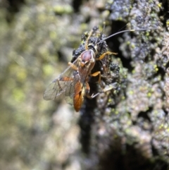 Ichneumonidae (family) at Jerrabomberra, NSW - 12 Nov 2021