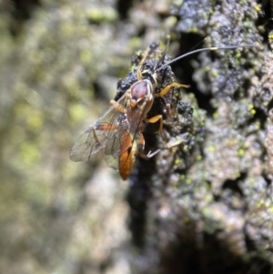 Ichneumonidae (family) at Jerrabomberra, NSW - 12 Nov 2021 10:21 PM