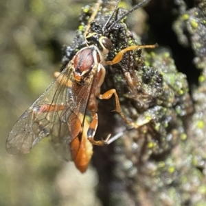 Ichneumonidae (family) at Jerrabomberra, NSW - 12 Nov 2021