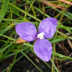 Patersonia fragilis (Short Purple Flag) at Cape Conran, VIC - 7 Nov 2021 by drakes