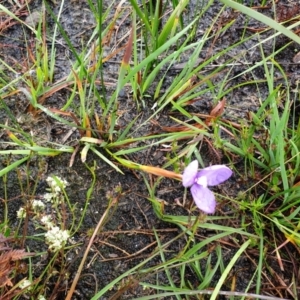 Patersonia fragilis at Cape Conran, VIC - 7 Nov 2021 12:47 PM