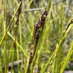 Baumea rubiginosa (Soft Twig-rush) at Paddys River, ACT - 8 Nov 2021 by JaneR