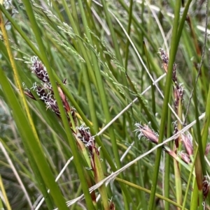 Machaerina rubiginosa at Tharwa, ACT - 8 Nov 2021