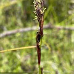 Machaerina rubiginosa at Tharwa, ACT - 8 Nov 2021