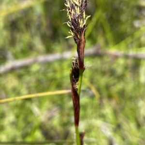 Machaerina rubiginosa at Tharwa, ACT - 8 Nov 2021