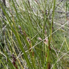 Machaerina rubiginosa at Tharwa, ACT - 8 Nov 2021