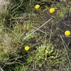 Craspedia variabilis (Common Billy Buttons) at Paddys River, ACT - 11 Nov 2021 by JaneR