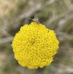 Craspedia variabilis at Paddys River, ACT - 11 Nov 2021