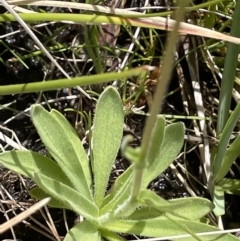 Craspedia variabilis at Paddys River, ACT - 11 Nov 2021