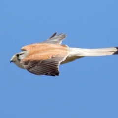 Falco cenchroides (Nankeen Kestrel) at Jerrabomberra, ACT - 11 Nov 2021 by jbromilow50