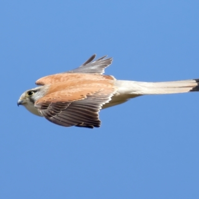 Falco cenchroides (Nankeen Kestrel) at Jerrabomberra, ACT - 11 Nov 2021 by jbromilow50