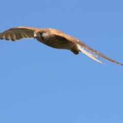Falco cenchroides at Jerrabomberra, ACT - 11 Nov 2021
