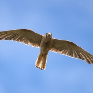 Falco cenchroides at Jerrabomberra, ACT - 11 Nov 2021