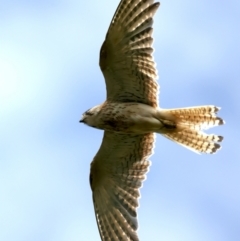 Falco cenchroides at Jerrabomberra, ACT - 11 Nov 2021