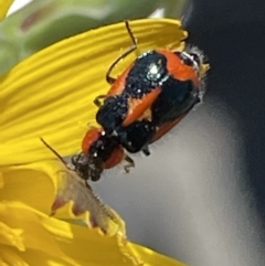 Dicranolaius villosus (Melyrid flower beetle) at Macgregor, ACT - 31 Oct 2021 by APB