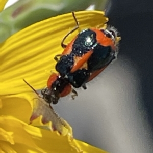 Dicranolaius villosus at Macgregor, ACT - 31 Oct 2021