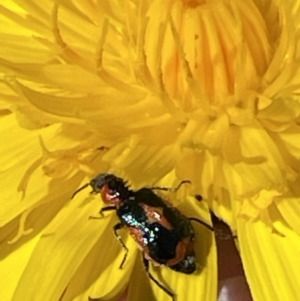 Dicranolaius villosus at Macgregor, ACT - 31 Oct 2021